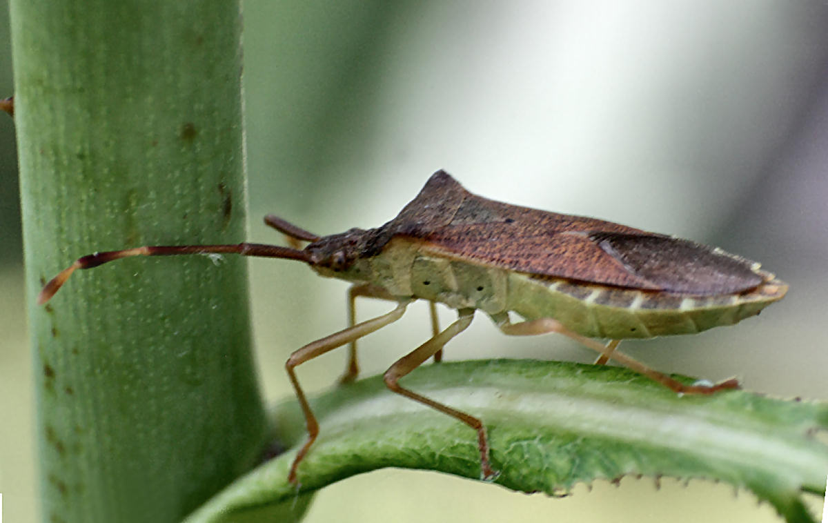 Coreidae: Gonocerus acuteangulatus della Lombardia (MI)